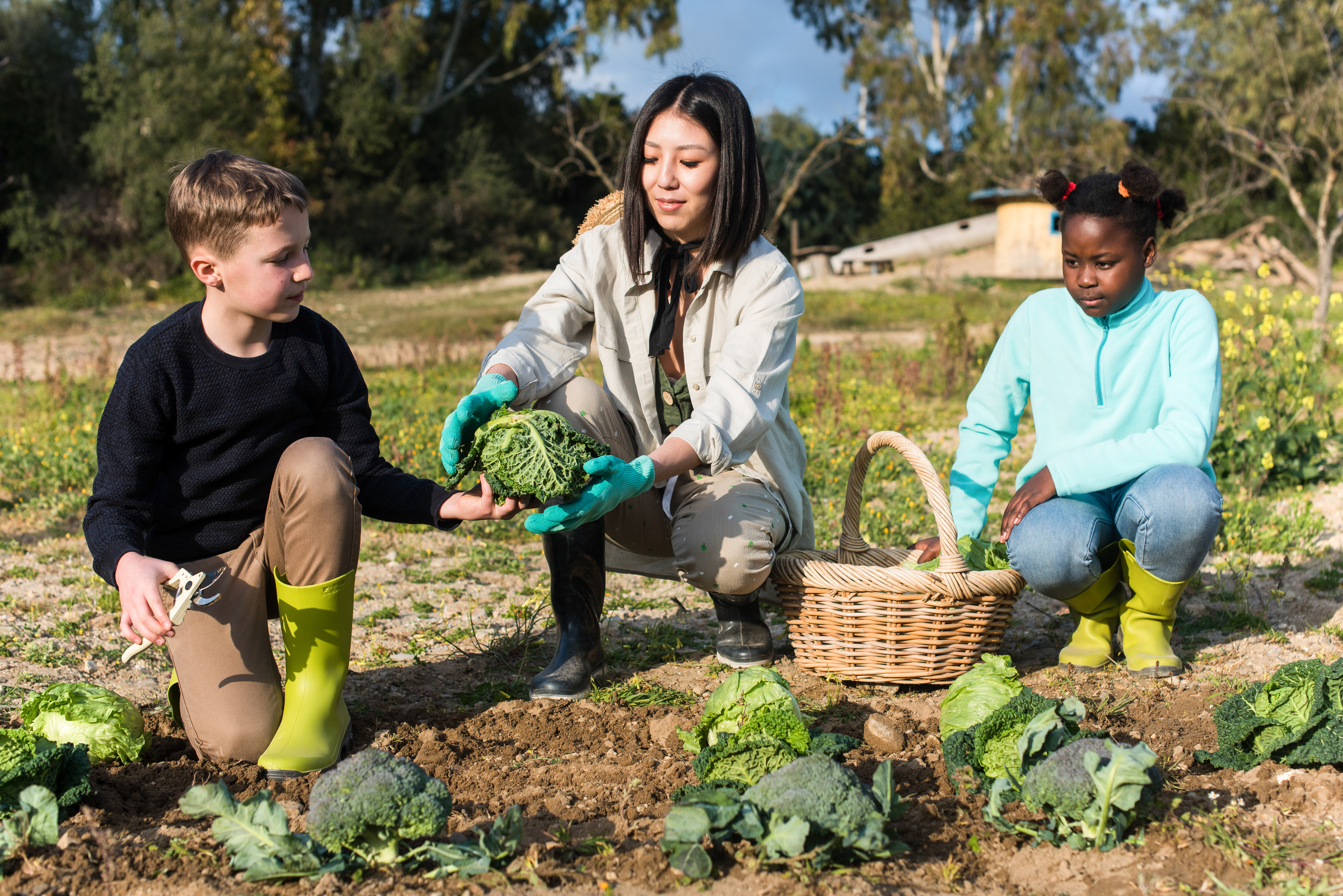 Diverse Kids Helping the Woman Harvest Cabbage in the Garden